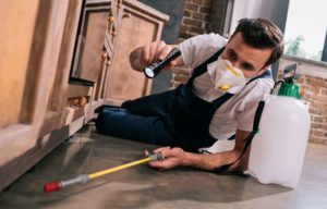 Why hiring a pest Control Company is a wise decision